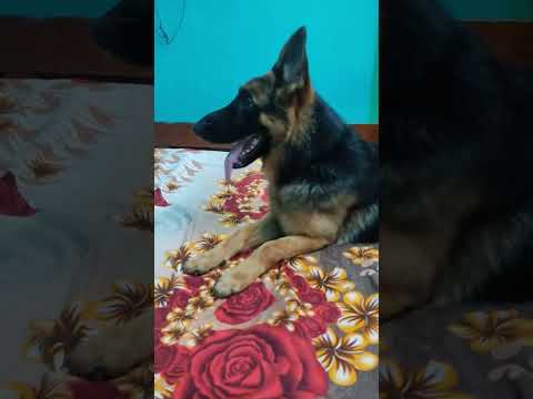 #reels #viral #video #dog #doglover #dogshorts #hindi #hindisong #trendingshorts #subscribe #share