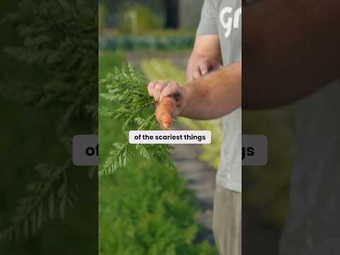 Carrot pulling at LOCAL FARM #healthy #shoplocal #regenerativeagriculture