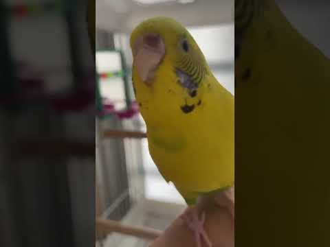 インコのぽぽちゃんとまったりタイム❤️