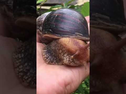 Giant snails in my backyard #shorts #snails #animals #africa