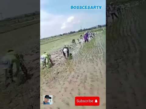 Manual Planting Rice #farming #agriculture #satisfying #farmtips #shortvideos #shorts