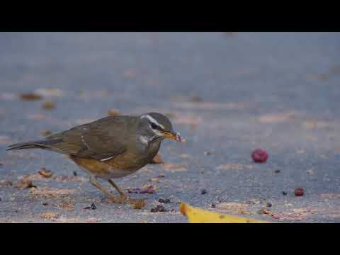 Eyebrowed Thrush (Turdus obscurus)