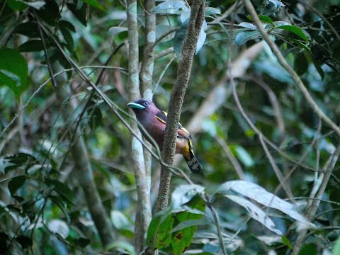 Banded broadbill (Eurylaimus javanicus)