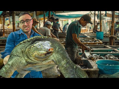 These Villagers Make Millions Farming GIANT Soft Shell Turtles