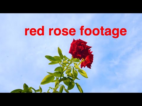 Rose footage |Video-Audio footage HD Free