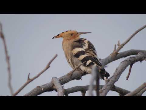 Eurasian Hoopoe (Upupa epops)