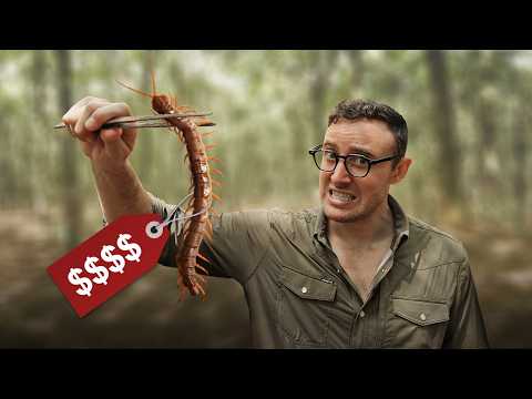 Giant VENOMOUS Centipedes Are Making Villagers Millions—Here’s How