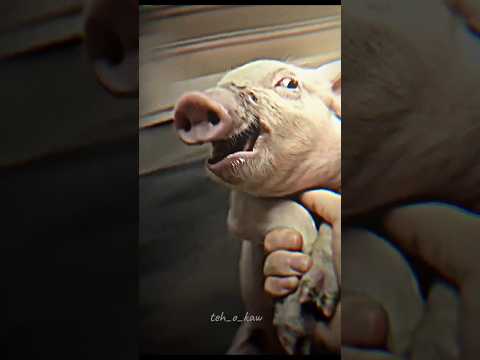 Funny pig 🤣🤣🤣 | #funnyvideo #funnyshorts #pigs #shorts