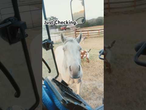 What’s the horsepower? #barnyard #countrylife #horsepower #tractors #whitehorses #ranch #horseshow