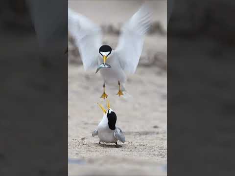 The circle of life ﻿🤍 Watch as this male California least tern starts his family #Shorts #Animals