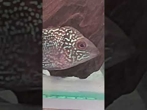 royal blue flowerhorn from Thailand please sub and like appreciated