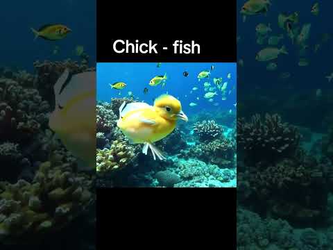 Chick - Fish