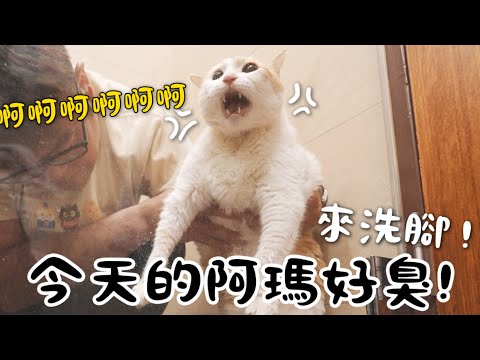 【黃阿瑪的後宮生活】今天的阿瑪好臭！來洗腳｜狸貓爸媽再來看孫子孫女