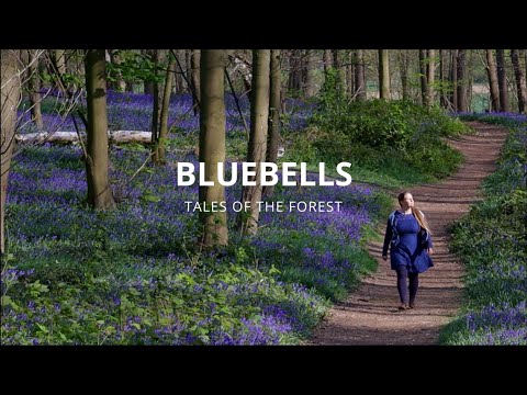 My Birthday in the Blue Forest | April Flowers | # 14