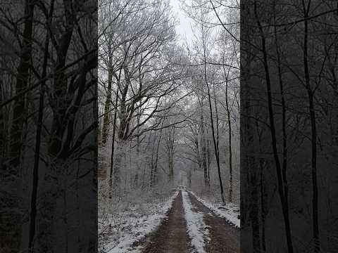 Our frosty forest                                     #winterwalk #forestpath