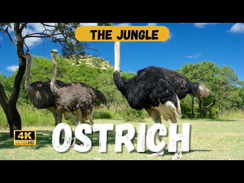 The Fascinating History of the Ostrich 🪶🦩🌍