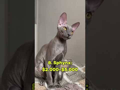 Top-10 Most Expensive Cat Breeds in 2024 #catbreed #funnycats #expensive #money #savannah #bengalcat