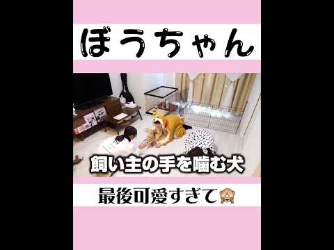 【ばんばんざい】怒られ方が関西人W #short #ばんばんざい切り抜き #ぼうちゃん