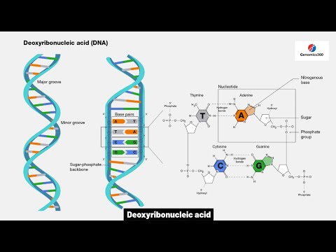 Deoxyribonucleic acid