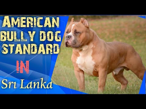 American Bully Dog(ලංකාවේ ඉන්න Standard bullys)