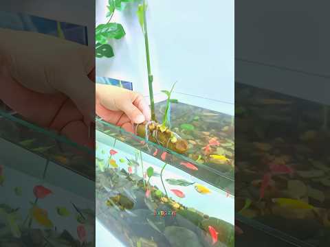 Ginger Fish Tank Trick for Healthy Fish!