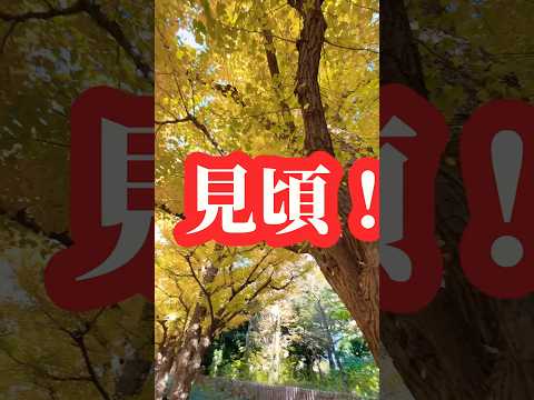 ゴールデン銀杏並木！！　#紅葉絶景 #銀杏並木　#いちょう並木