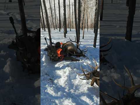 Dragging 1,000 lbs of meat in the snow #hunting #bestseasonyet #elkhunting