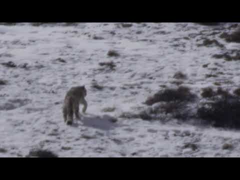 Snow Leopard, Hemis, Ladakh, India.