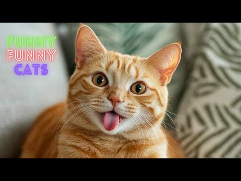 Cat Funny Videos 😹 Funny Cat Videos On Youtube 😂 Funny Cat Videos Try Not To  Laugh 😺 Part 105