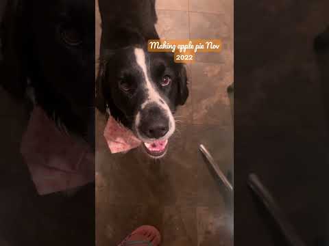 Wesley the dog supervises my baking. I love him so much! 💕 #mybaby #rescuedog #furbaby #dog