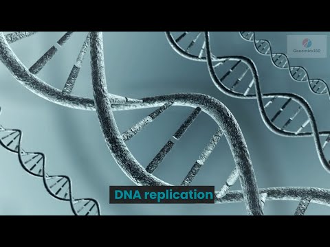 DNA replication