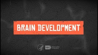 Teen Brain Development