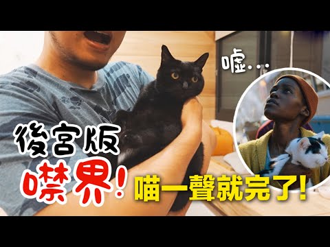 【黃阿瑪的後宮生活】後宮版噤界！喵一聲就完了！