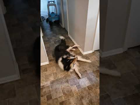 Collie vs thin spaghetti