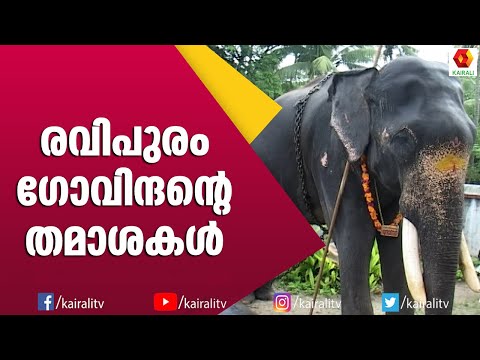 പുഴയിൽ തലയോളം താഴ്ന്ന രവിപുരം ഗോവിന്ദൻ | E4 Elephant