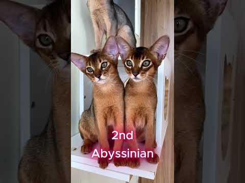 Top-5 Active Cat Breeds #funnycats #catbreed #bengalcat #abyssinian #orientalcat #savannah #siamese