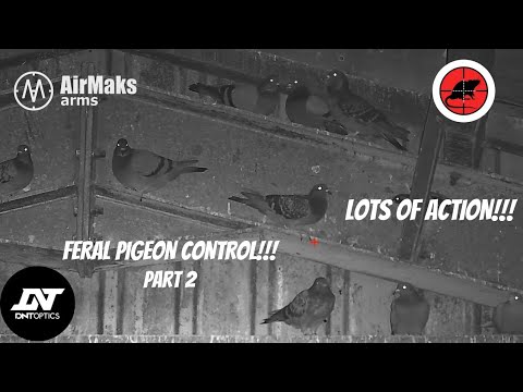 EPIC FERAL PIGEON CONTROL - THE BEST ON YOUTUBE 6