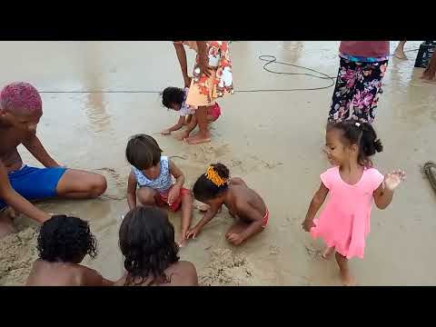 ascrianca na praia da ilha em Alagoas ok