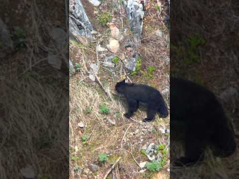 BEAR Rolls All The Way Into The RIVER! #springbear