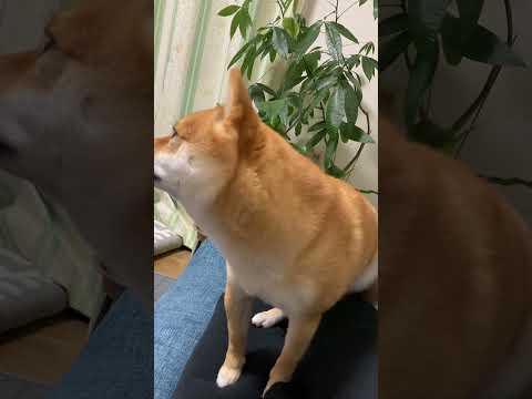 俺の股間の上で落ち着ける体勢を探す犬