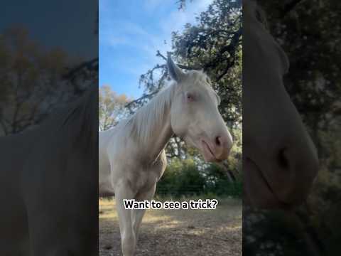 Does your horse do this? #ranch #barnyard #horsefan #horsey #horseshorts #farms #funnyhorse #horses