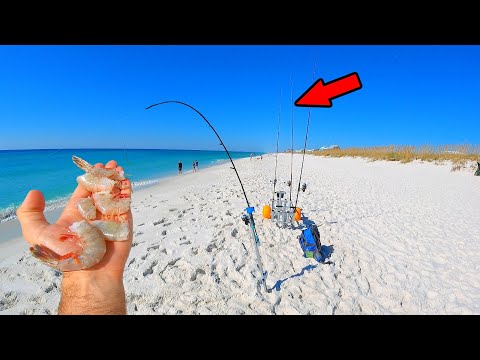 Tossed Cut Shrimp in the Surf and This Happened!