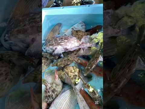 沖縄の魚が南知多に！？ #魚屋 #市場 #仕入れ