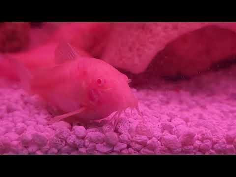 ob peacock breeding group and polor blue parrott fish babies and Corey catfish trio in the new tank