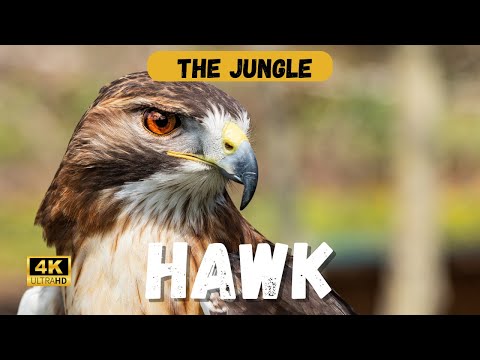 The History of the HAWK: A Comprehensive Journey