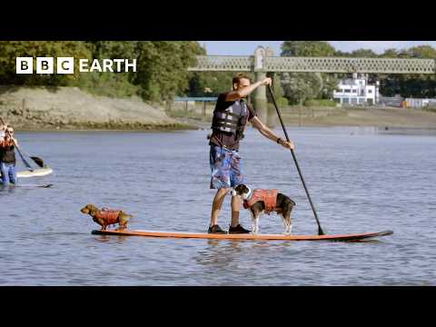 Paddleboarding Pups Try Not To Fall In! | Wonderful World of Puppies | BBC Earth