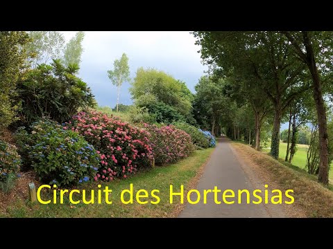 Circuit des Hortensias Ploermel Brittany France. Walking around this 3km trail of 5500 Hydrangeas.