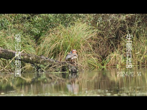 Spotting Mandarin Ducks and Other Wonders at Fukusan Botanical Garden 2024.12.14