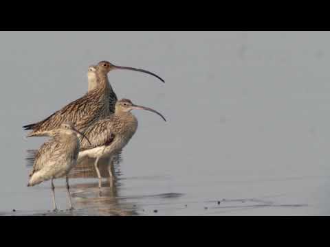 Far Eastern Curlew with Eurasian Curlew.