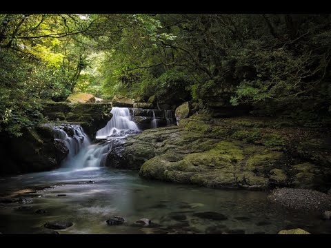 Forest Leaves - (Eos M - 14 Bit- 4K- Raw Short film)